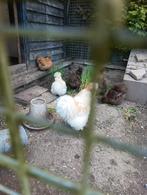 USA  zijdehoender kuikens, Dieren en Toebehoren, Pluimvee, Meerdere dieren, Kip