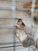 Zebravink pop ruilen, Vrouwelijk