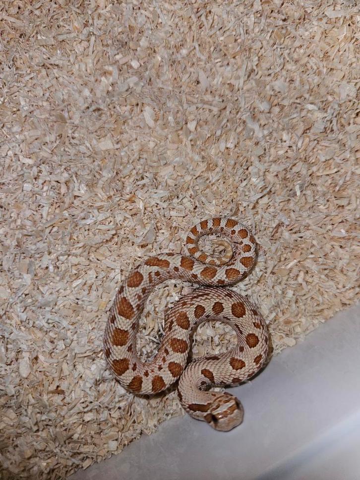Haakneusslang Hognose Snake - male for sale from Jurian