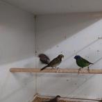 Drie kleur papegaai Amandine, Dieren en Toebehoren, Vogels | Overige Vogels, Vrouwelijk, Geringd