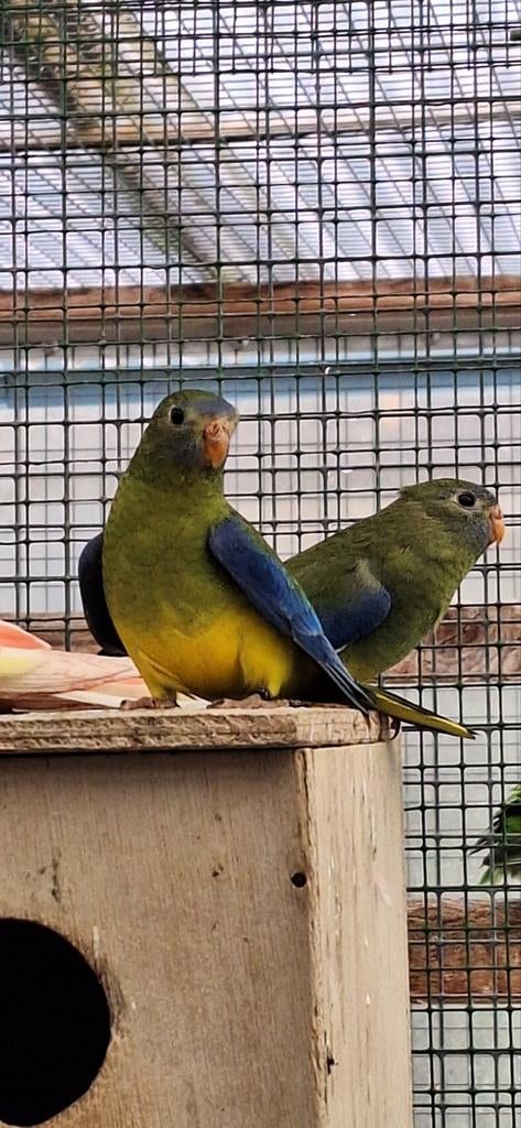 Turqoisines, Meerdere dieren, Parkiet