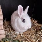 Gecastreerde en gevaccineerde ram van 3 jaar oud, Dieren en Toebehoren, Mannelijk, Dwerg, 3 tot 5 jaar