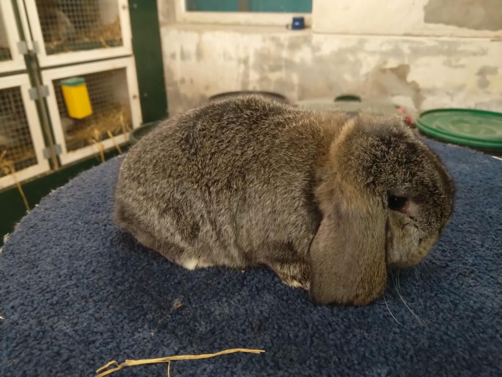 Duitse hangoor konijngrijs voedster., Vrouwelijk, Groot, Hangoor