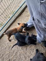 Knpv mechelse herder pup teef zwart, Dieren en Toebehoren, Honden | Herdershonden en Veedrijvers, Parvo, 8 tot 15 weken, Meerdere