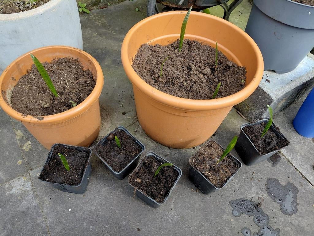Stekjes Chinese waaierpalm (Trachycarpus fortunei), Ophalen, Gehele jaar, Volle zon