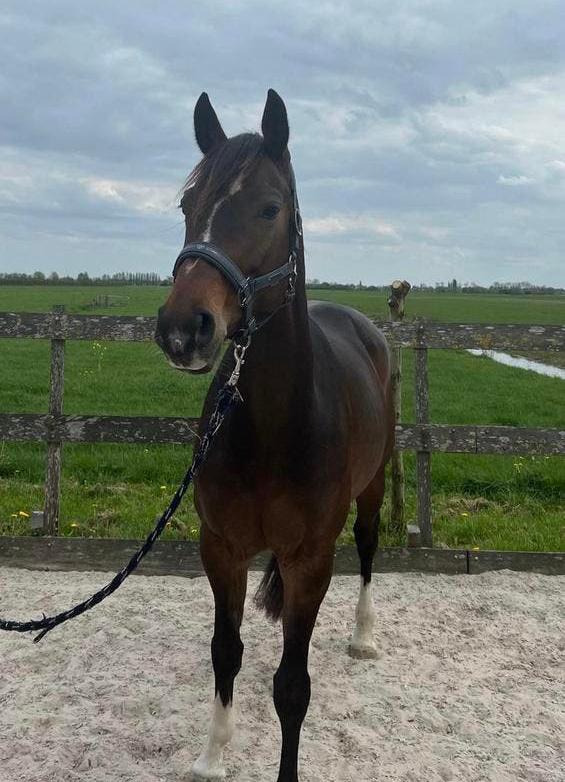 Bloedmooie fokmerrie te koop (Just Wimphof), Merrie