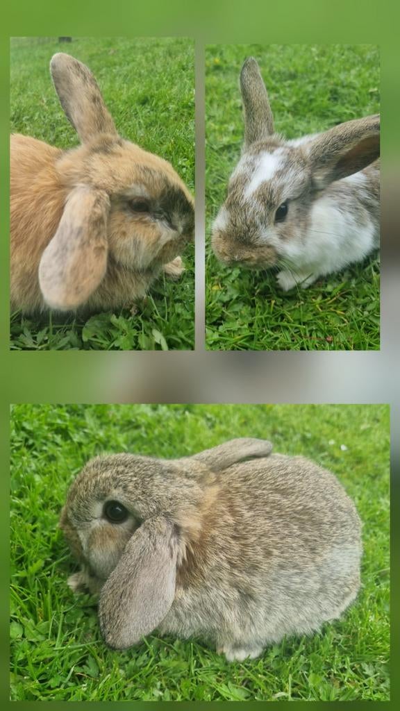 Nederlandse dwerg hangoor, Dieren en Toebehoren, Vrouwelijk, Dwerg, Hangoor