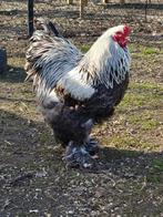 Brahma meerzomig blauw zilverpatrijs en zwart zilverpatrijs, Mannelijk, Kip