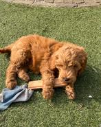 Labradoodles Australian, Parvo, 8 tot 15 weken, Labrador retriever, Meerdere