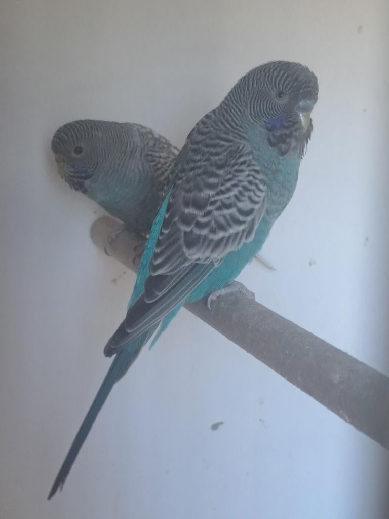 GEZOCHT Blackwing/blackface of blackface/blackwing, Dieren en Toebehoren, Vogels | Parkieten en Papegaaien