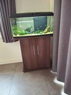 Vis aquarium compleet, Ophalen, Zo goed als nieuw, Gevuld zoetwateraquarium