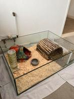 2 Cavia’s (Beertjes) en Cavia hok met toebehoren spullen, Cavia, Mannelijk, Januari, Tam