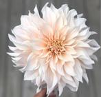 Set van 5 dahlia knollen, Ophalen of Verzenden, Voorjaar, Volle zon, Bloembol