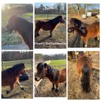 3 NSPS hengsten ter dekking, Hengst