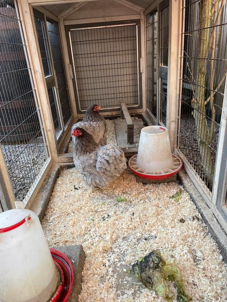 2 krielhennen te koop, Dieren en Toebehoren, Pluimvee, Kip, Vrouwelijk