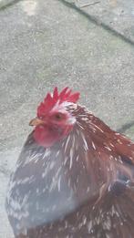 Cochin kriel haan zoekt nieuw huis, Dieren en Toebehoren, Pluimvee, Mannelijk, Kip