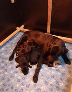 Field trial labrador pups FCI, België, Particulier, Labrador retriever, Meerdere