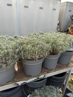 Super mooie lavendel10 liter pot komen mooi opkleur 9,95, Ophalen, Vaste plant, Overige soorten, Volle zon