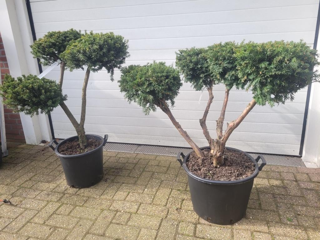 Zeer oude Taxus vormsnoei - Unieke blikvanger, Vaste plant, Bloeit niet, Halfschaduw, Ophalen