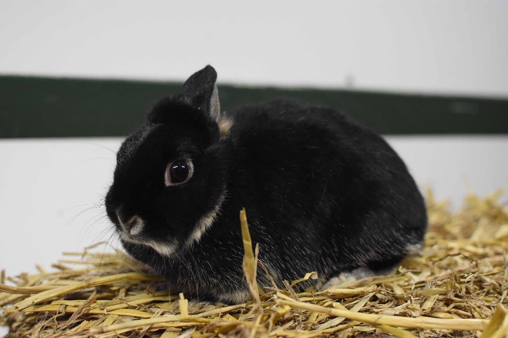 Zilvervos konijn | Kleine, lieve konijnen | Deskundig advies, Dieren en Toebehoren, Meerdere dieren, Klein, 0 tot 2 jaar