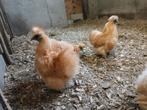 5 Zijdehoender  kriel hennen, Dieren en Toebehoren, Pluimvee, Vrouwelijk, Kip