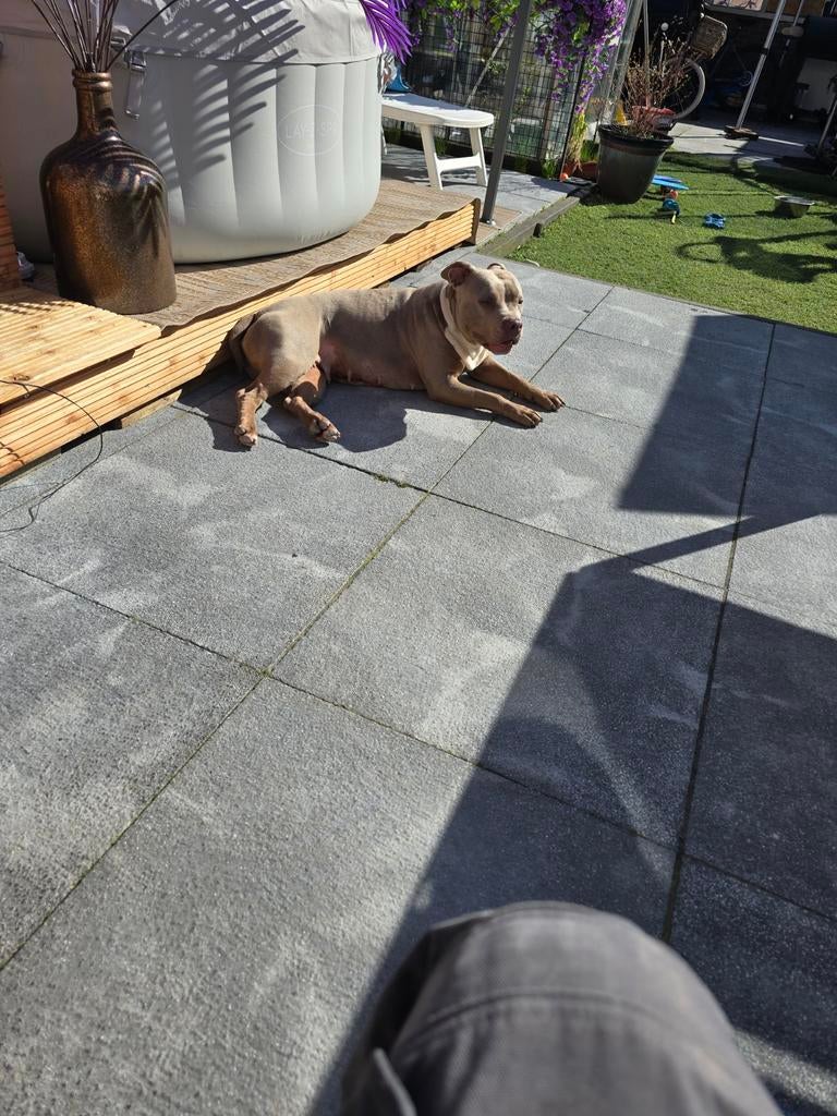 amerikaanse bully, Dieren en Toebehoren, Overige rassen, Teef, Parvo, Eén hond