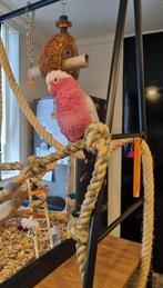 Rose kaketoe pop, Vrouwelijk, Papegaai, Tam