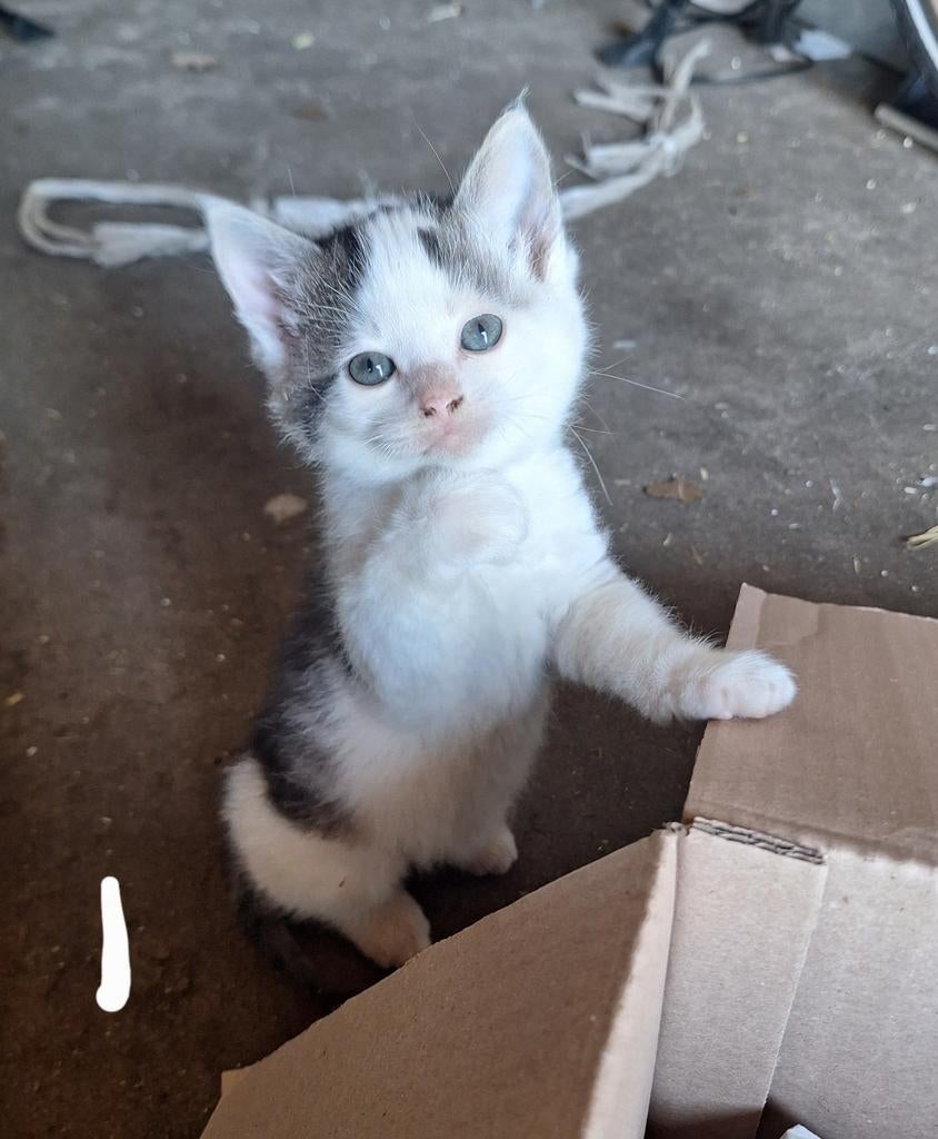 GERESERVEERD Lieve  boerderijkitte te koop, poezen en katers, Dieren en Toebehoren, Katten en Kittens | Overige Katten, Meerdere dieren