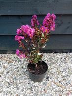 Lagerstroemia Rhapsody Blue, Volle zon, Vaste plant, Zomer, Ophalen