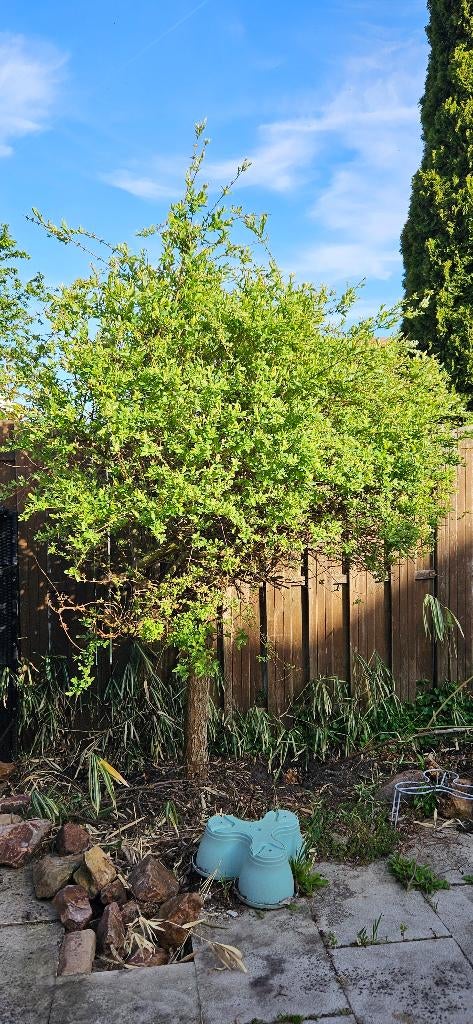 Salix wilg op stam gratis, 100 tot 250 cm, Zomer, Ophalen, Volle zon