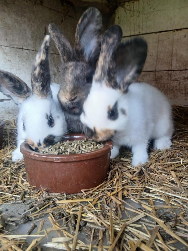 Te koop jonge konijnen, Dieren en Toebehoren, Konijnen, Meerdere dieren, Middelgroot, 0 tot 2 jaar
