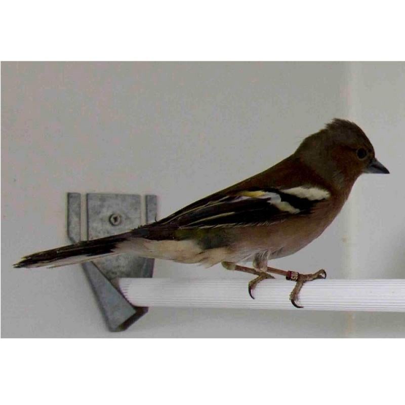 Vink man te koop, Dieren en Toebehoren, Vogels | Overige Vogels, Mannelijk, Wildzangvogel, Geringd