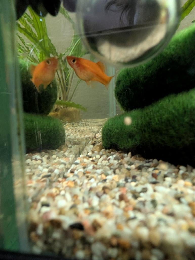 Zwaarddrager guppies te koop, Dieren en Toebehoren, Vis