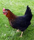 Legkippen kippen kip leggen eieren half jaar, Vrouwelijk, Kip