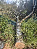 Vers berkenhout, 3 tot 6 m³, Ophalen, Berkenhout, Stammen