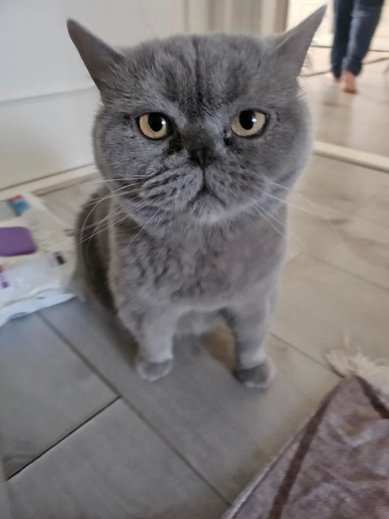 Lieve en speelse Britse (kruising) poes (5 jaar) zoekt goude, Dieren en Toebehoren, Katten en Kittens | Raskatten | Korthaar, Poes