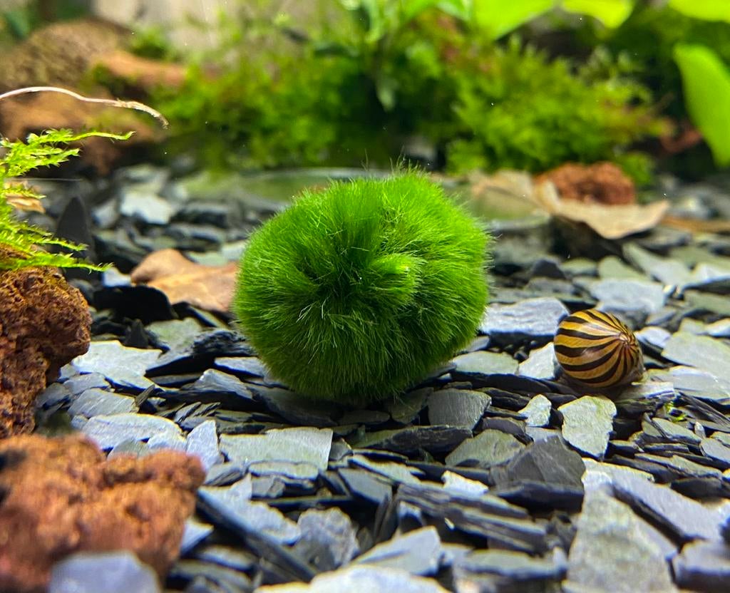 Mosballen, Dieren en Toebehoren, Vissen | Aquaria en Toebehoren, Nieuw, Plant(en), Steen of Hout, Ophalen of Verzenden