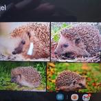 Egels gezocht, Tickets en Kaartjes