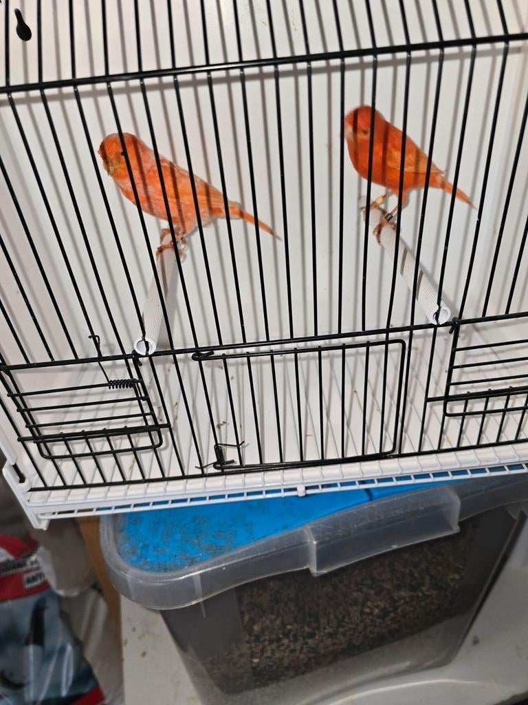 Koppel rode kanaries te koop, Dieren en Toebehoren, Meerdere dieren, Kleurkanarie