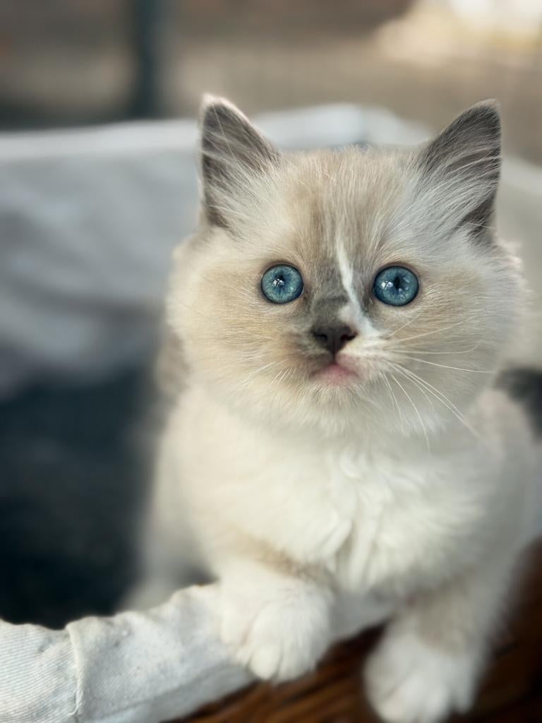 Ragdoll poesje, Poes, Met stamboom, 0 tot 2 jaar