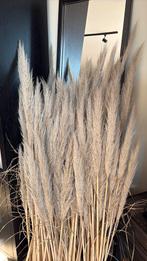 Sier pampas pluimen, Ophalen of Verzenden, Nieuw