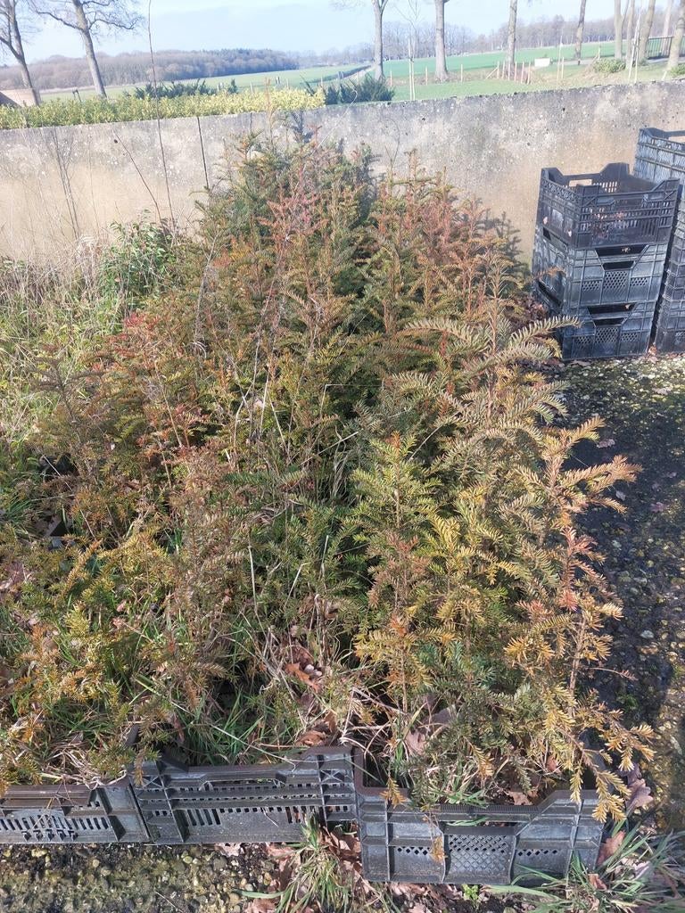 TAXUS Bacata ca 70 cm, potgekweekt  heb er ca 200, Ophalen, Taxus, Minder dan 100 cm