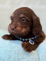 Choco tan teckel pups dwergjes, Parvo, 8 tot 15 weken, Dwerg, Langhaar