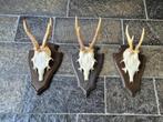 3 Prachtige Ree geweien samen € 21 jacht hut mancave g41, Ophalen of Verzenden, Zo goed als nieuw, Hert, Gewei of Kop
