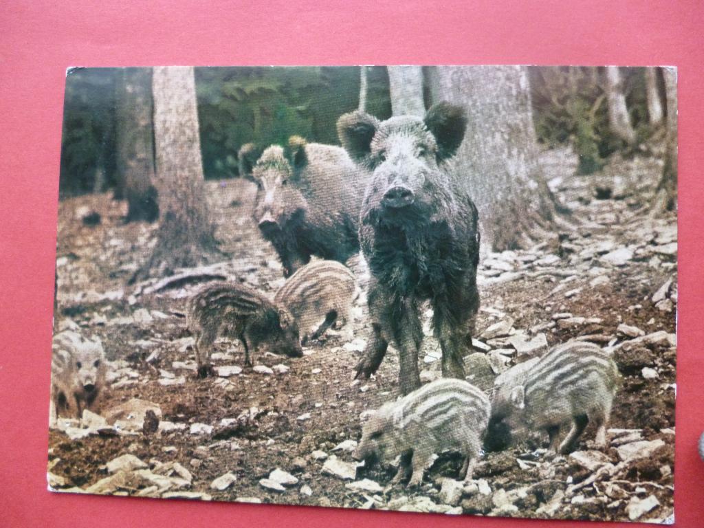 ansichtkaart wilde zwijnen, Ophalen of Verzenden, 1980 tot heden, Gelopen, Wild dier