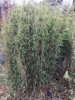 bamboe: fargesia TIJDELIJK GOEDKOOP, Tuin en Terras, Vaste plant, Bloeit niet, Halfschaduw, Ophalen