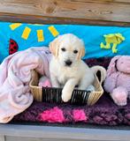 Golden Retriever pups 2 teefjes | per direct beschikbaar, Golden retriever, 8 tot 15 weken, Parvo, Meerdere