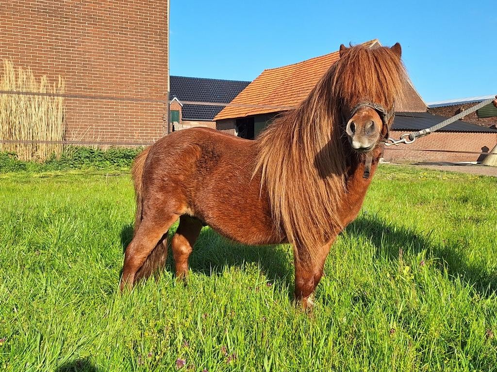 Shetlander hengst, Dieren en Toebehoren, Paarden en Pony's | Dekens en Dekjes, Ophalen of Verzenden