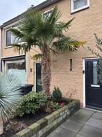 Palmboom te koop - Honselersdijk, Tuin en Terras, Planten | Bomen, Bloeit niet, 250 tot 400 cm, Palmboom, Ophalen