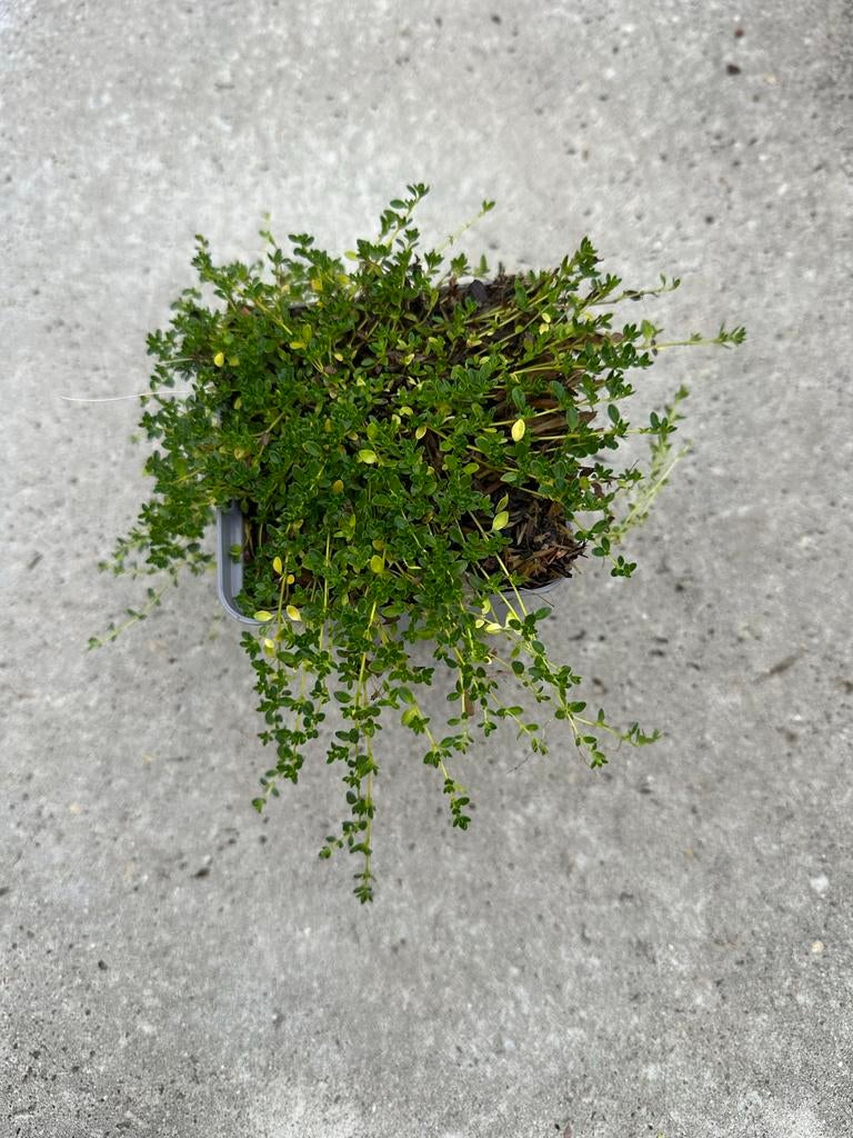 Thymus albiflorus - Witte Tijm Bodembedekker, Volle zon, Vaste plant, Ophalen of Verzenden, Kruiden
